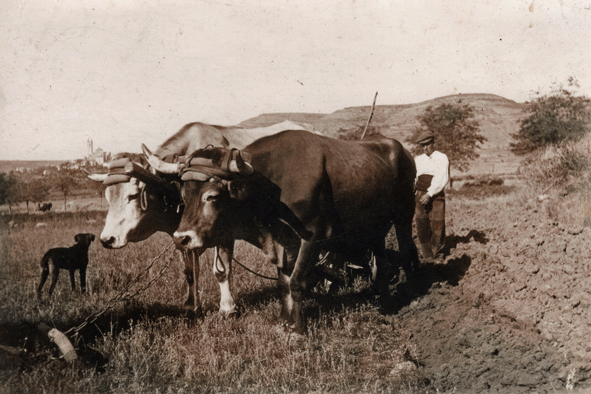 Parella-de-bous-llaurant